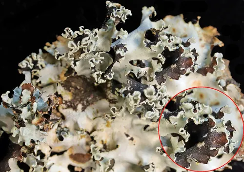 Powder-Edged Ruffle Lichen