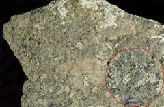 Umber Dot Lichen thumbnail 4