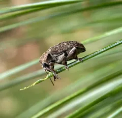 Glyptoscelis pubescens thumbnail 4