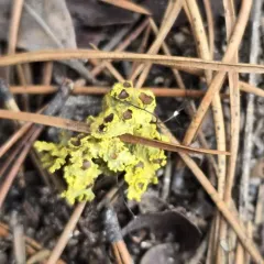 Brown-eyed Sunshine Lichen thumbnail 3