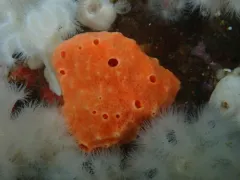 Suberites concinnus thumbnail 2