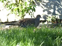 Oriental Turtle-Dove thumbnail 3