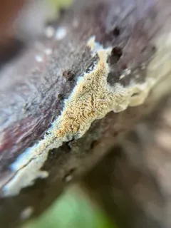 Trechispora mollusca thumbnail 3