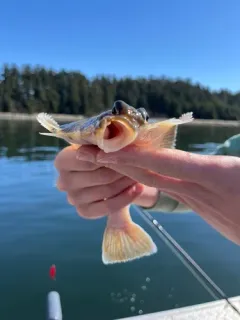 Yellowfin Sole thumbnail 2