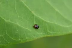 Orange-spotted Lady Beetle thumbnail 4