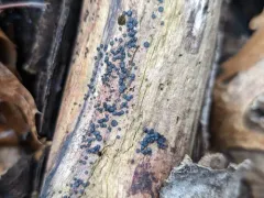 Sclerococcum stygium thumbnail 3