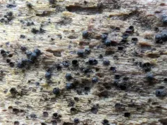 Helicogloea exigua thumbnail 2
