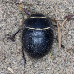 Eusattus muricatus thumbnail 3