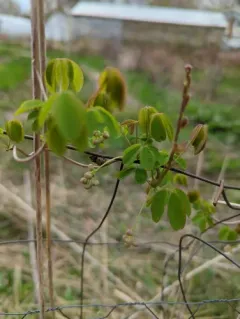 Five-leaf akebia thumbnail 2
