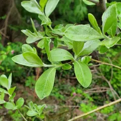 Sitka willow thumbnail 3