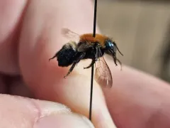 Osmia integra thumbnail 3