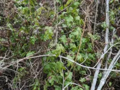 Hartford fern thumbnail 3