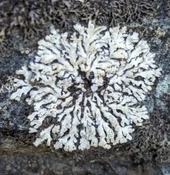 Gray Starburst Lichen thumbnail 2