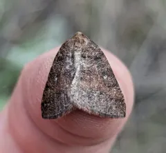 Drepanulatrix foeminaria thumbnail 1