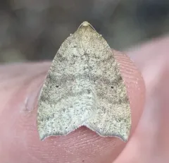 Drepanulatrix falcataria thumbnail 2