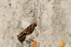 Epinotia columbia thumbnail 2