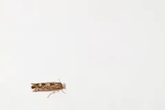 Balsam Poplar Leaf Blotch Miner thumbnail 2