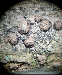 Hypoxylon perforatum thumbnail 3