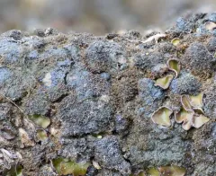 Hassallia byssoidea thumbnail 2