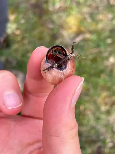 Osmia conjuncta