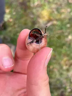 Osmia conjuncta thumbnail 1