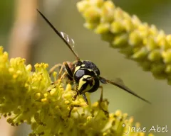 Western Wasp Fly thumbnail 2