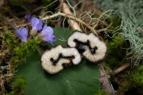 Balsamia nigrans