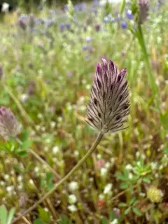 Rancheria clover thumbnail 4