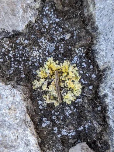 Scrambled Egg Lichen