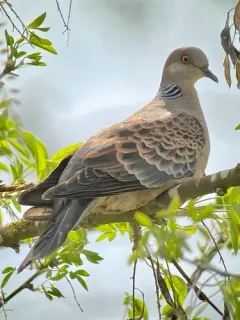 Oriental Turtle-Dove thumbnail 4