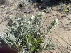 Gray Cryptantha thumbnail 1