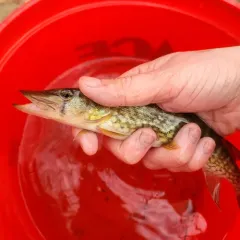 Chain Pickerel thumbnail 3