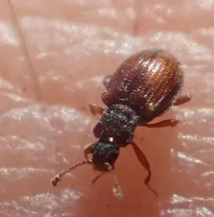 Square-nosed Fungus Beetle thumbnail 2