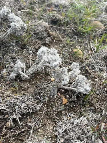 Little Cryptantha