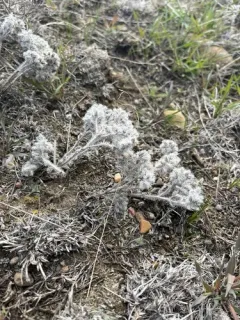 Little Cryptantha thumbnail 1