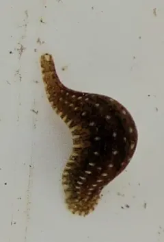 Placobdella picta thumbnail 2