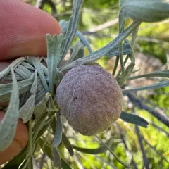 Sponge Gall Midge thumbnail 1