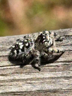 canopy jumping spider thumbnail 1