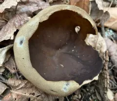 Veined Cup thumbnail 2