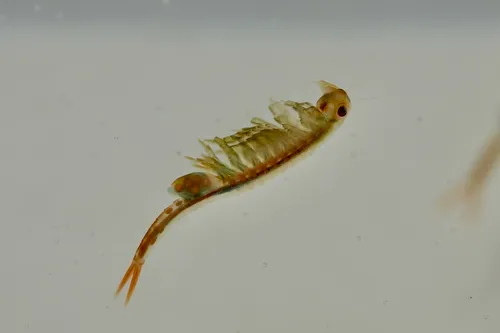Eubranchipus hesperius
