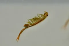 Eubranchipus hesperius thumbnail 1