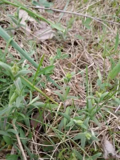 American Field Chickweed thumbnail 2