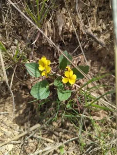 Utah violet thumbnail 3