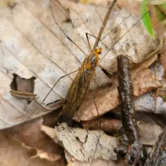 Tipula collaris thumbnail 2