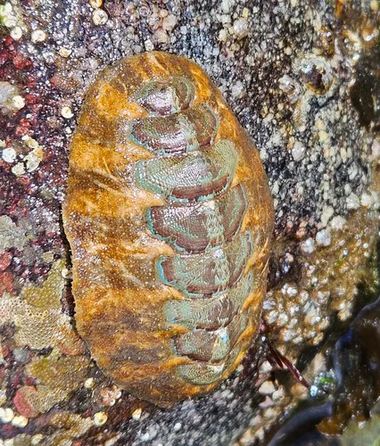 Swan's Mopalia