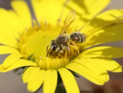 British Columbia Miner Bee thumbnail 4