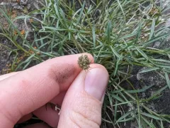 narrowleaf wildparsley thumbnail 4