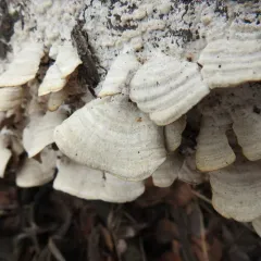 Trichaptum subchartaceum thumbnail 3