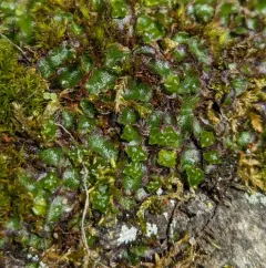 Hyaline Liverwort thumbnail 2