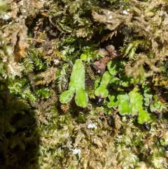 Orobus-seed Liverwort thumbnail 3